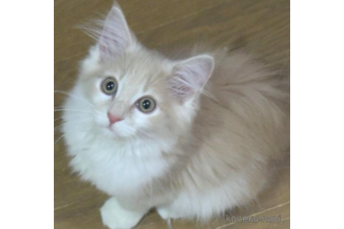 成約済の茨城県のノルウェージャンフォレストキャット-31397の2枚目